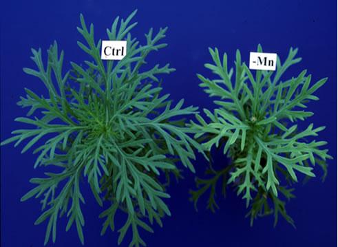 Manganese deficient manganese plant is smaller than control plant